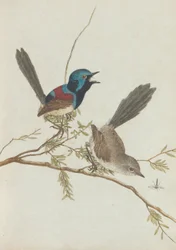 Aves de Nueva Gales del Sur con su historia natural. Lewin, John. Aves de Nueva Gales del Sur con su...